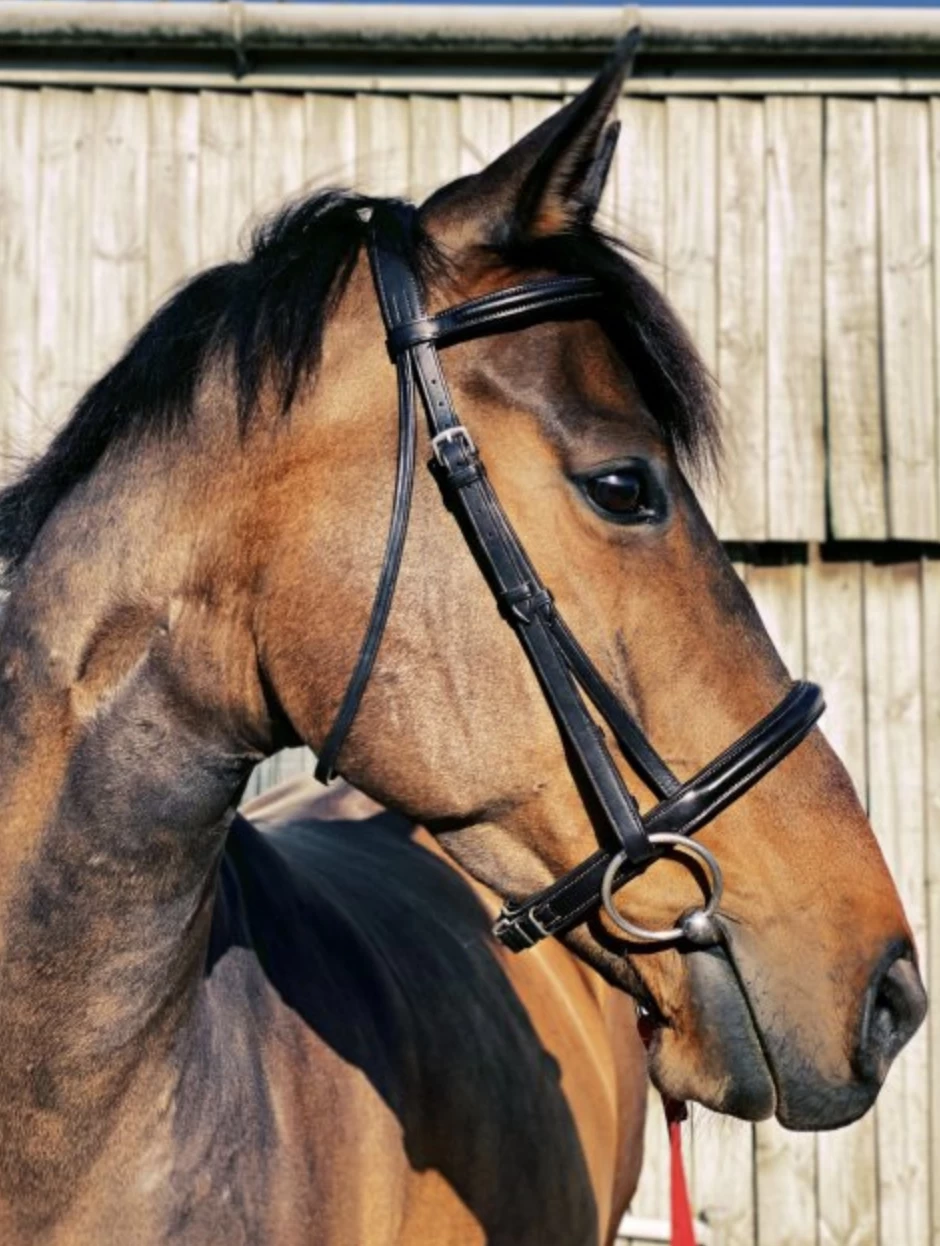 Eco Rider Classic Comfort Flash Bridle Black 1 Eco Rider Classic Comfort Flash Bridle Black