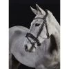 GFS Premier Prime Bridle Black