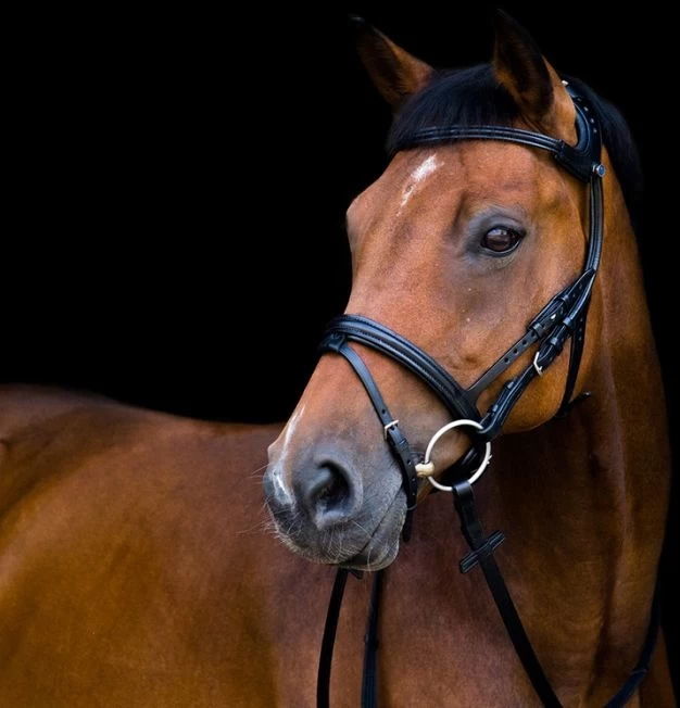Stubben Snaffle Bridle 2500 Freedom Combined Noseband Ebony/Ebony 3 Stubben Snaffle Bridle 2500 Freedom Combined Noseband Ebony/Ebony - Image 3